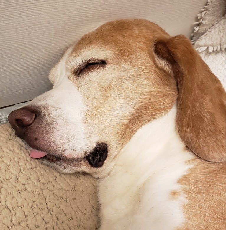 T T (Todd), a Beagle tested with EmbarkVet.com