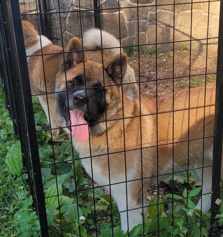 Geena, an Akita tested with EmbarkVet.com