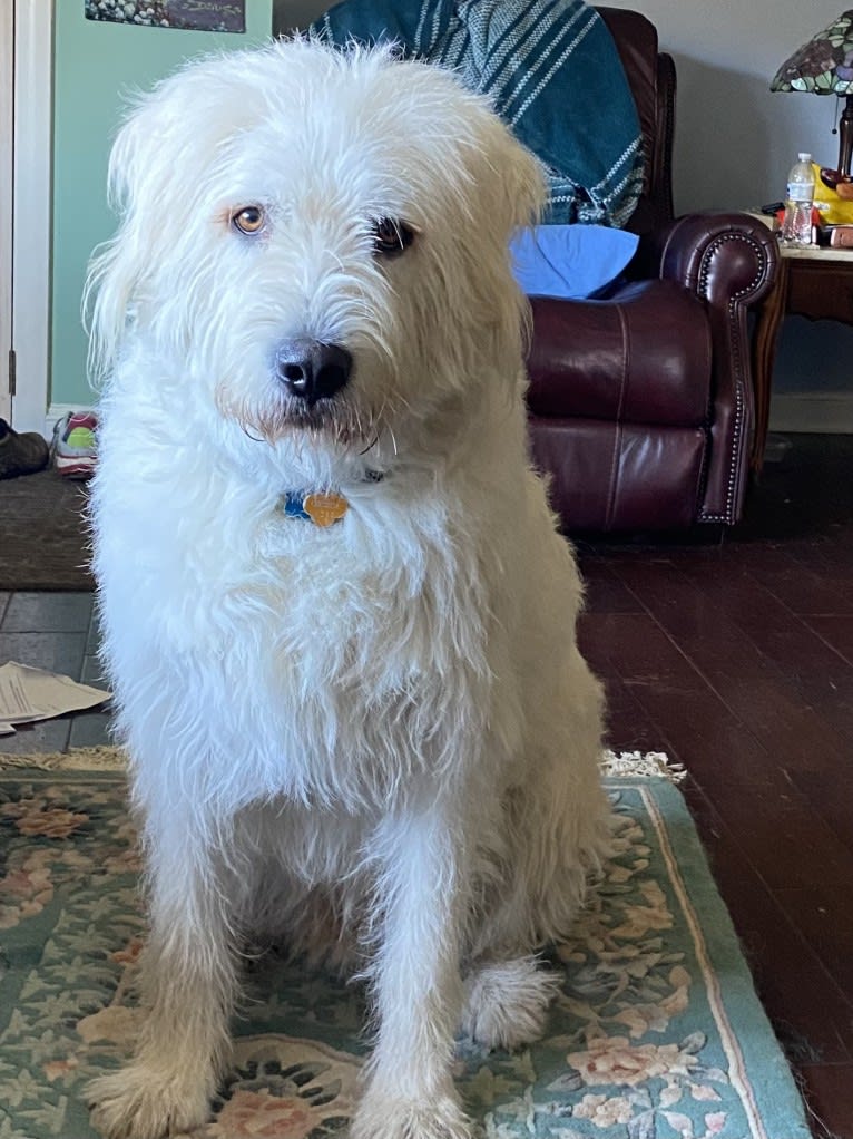 Phinehas, a Great Pyrenees and Komondor mix tested with EmbarkVet.com