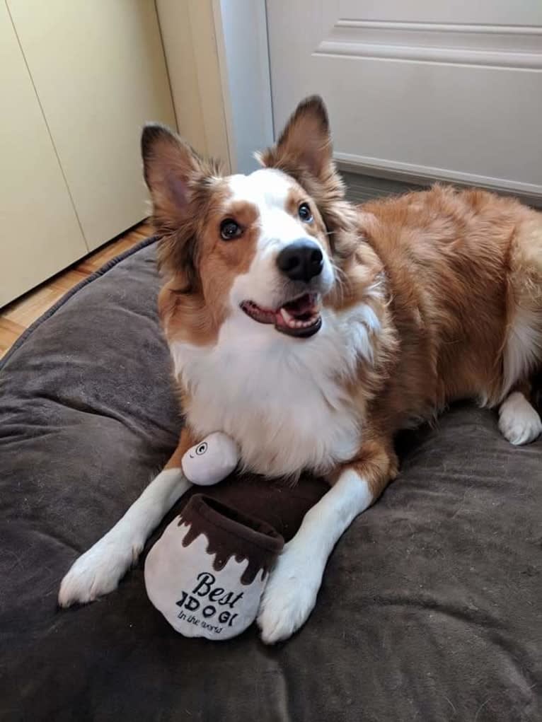 Daisy, a Bernese Mountain Dog and Collie mix tested with EmbarkVet.com
