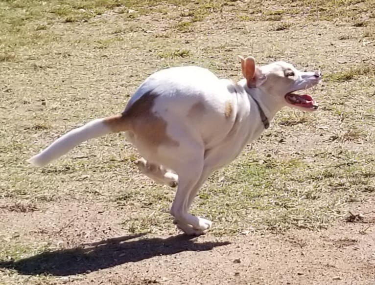 Valkyrie, an American Pit Bull Terrier and Shih Tzu mix tested with EmbarkVet.com