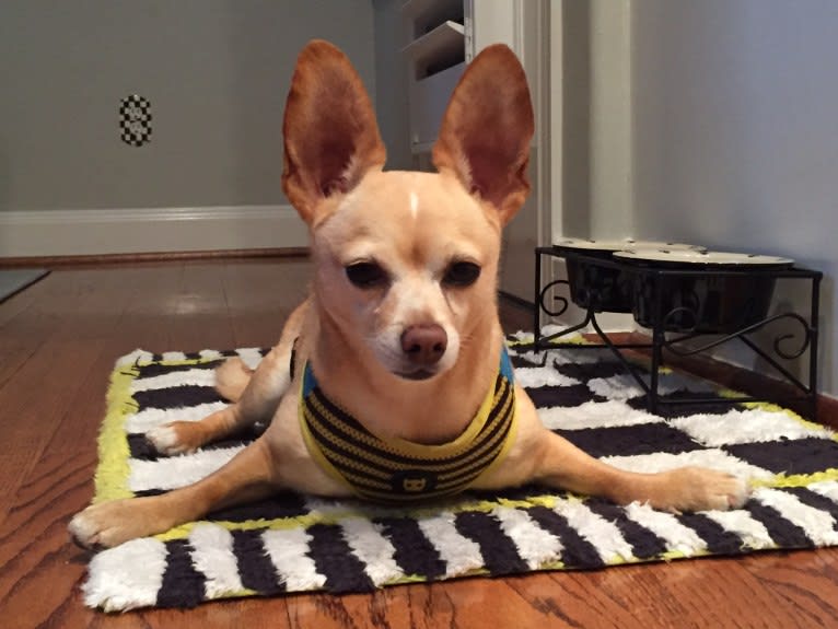 Puppet, a Pomeranian and Chihuahua mix tested with EmbarkVet.com