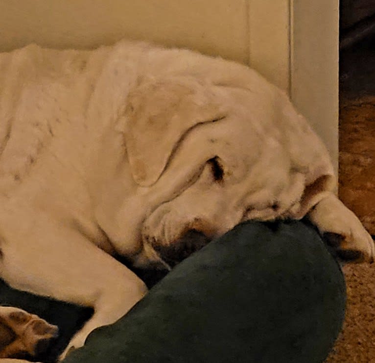 Murphy, a Labrador Retriever tested with EmbarkVet.com