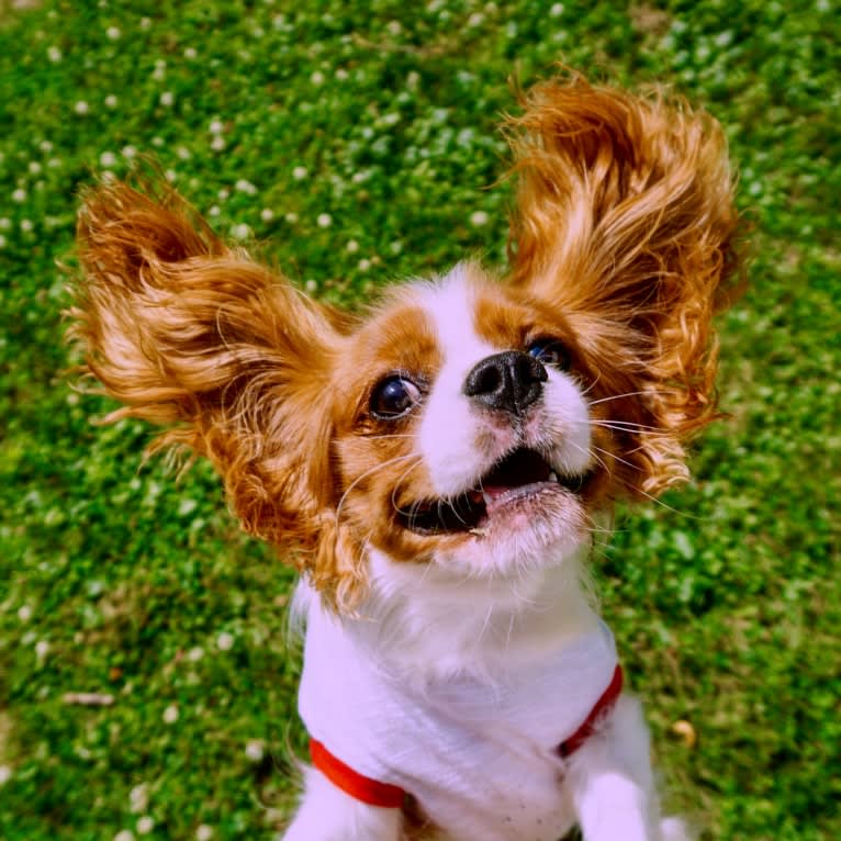 Billy, a Cavalier King Charles Spaniel tested with EmbarkVet.com