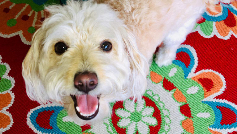 Penny, a Pomeranian and Poodle (Small) mix tested with EmbarkVet.com