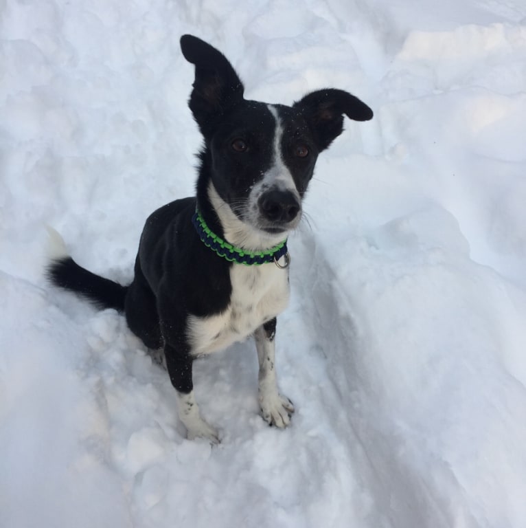 Proven, a Border Collie and Whippet mix tested with EmbarkVet.com