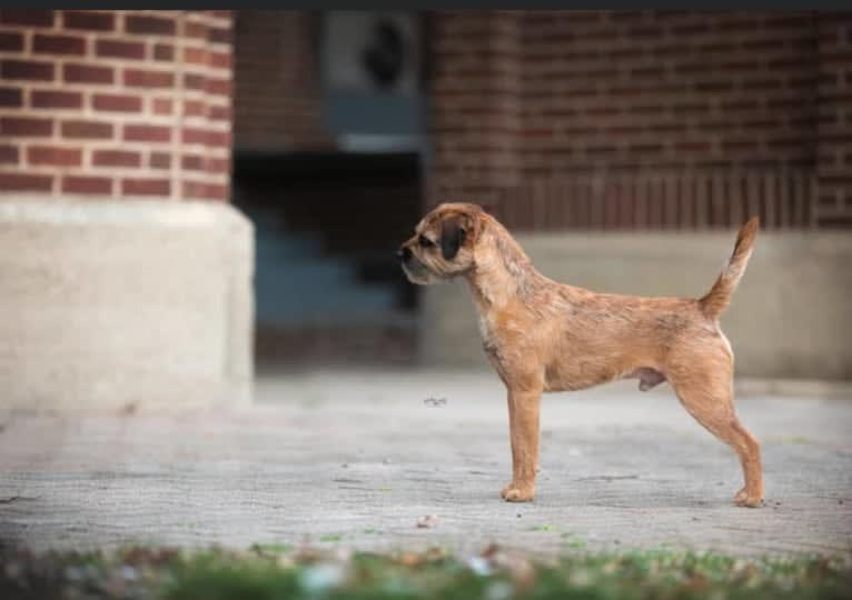 Colby, a Border Terrier tested with EmbarkVet.com