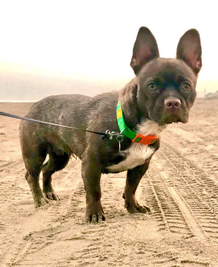 Kiki, a French Bulldog and Chihuahua mix tested with EmbarkVet.com