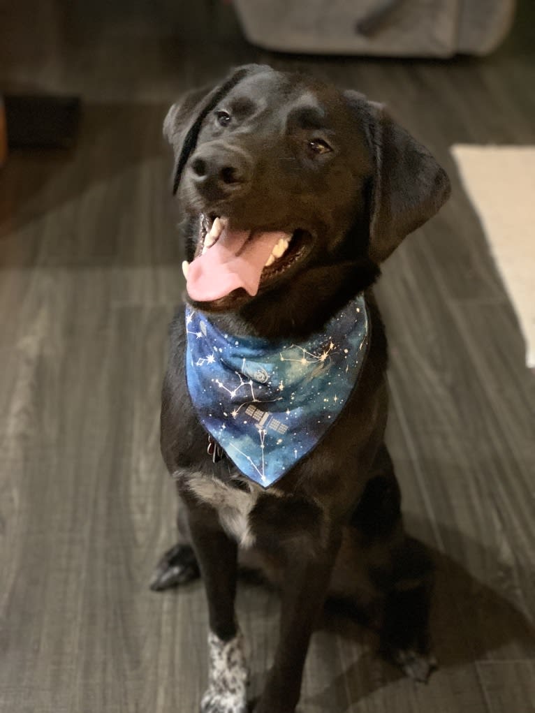 Guinness, a Labrador Retriever and Australian Cattle Dog mix tested with EmbarkVet.com