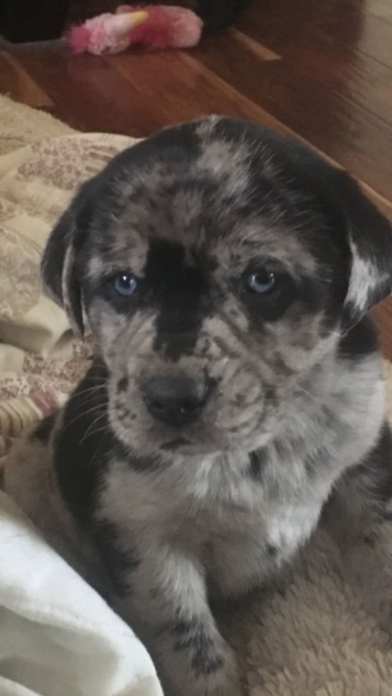 Ozark, an Australian Shepherd and Labrador Retriever mix tested with EmbarkVet.com