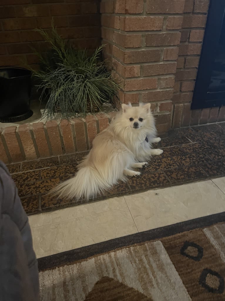 Koda, a Pomeranian tested with EmbarkVet.com