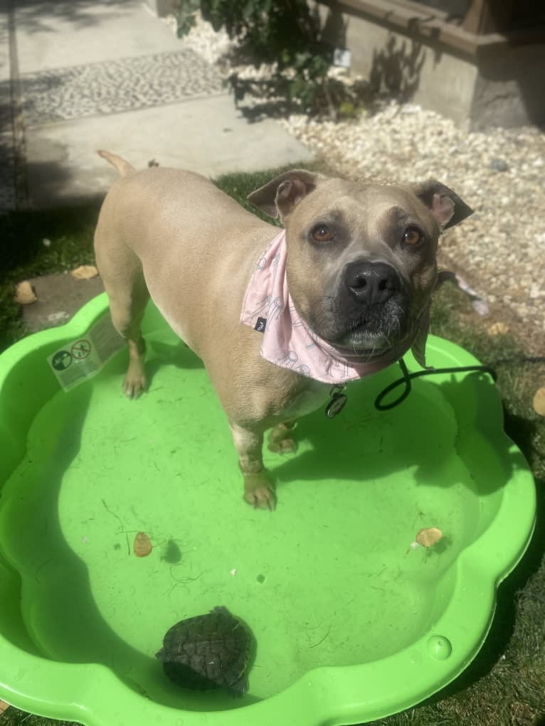 Dani, an American Bully and German Shepherd Dog mix tested with EmbarkVet.com