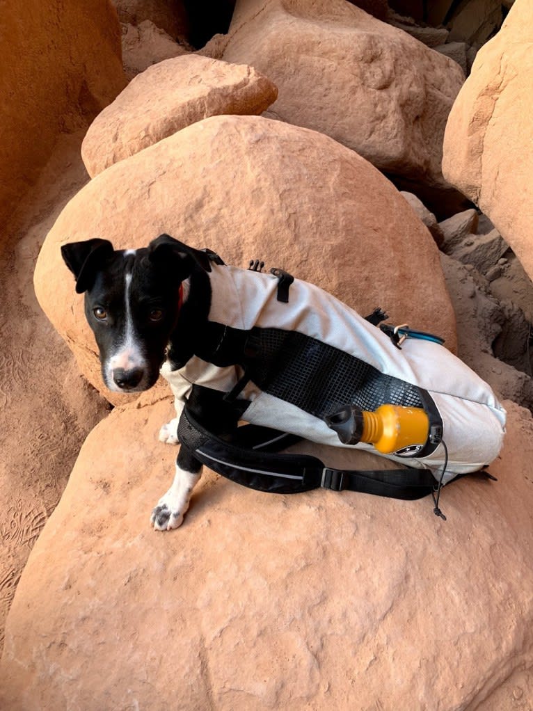 Rufus, an American Staffordshire Terrier and Australian Cattle Dog mix tested with EmbarkVet.com