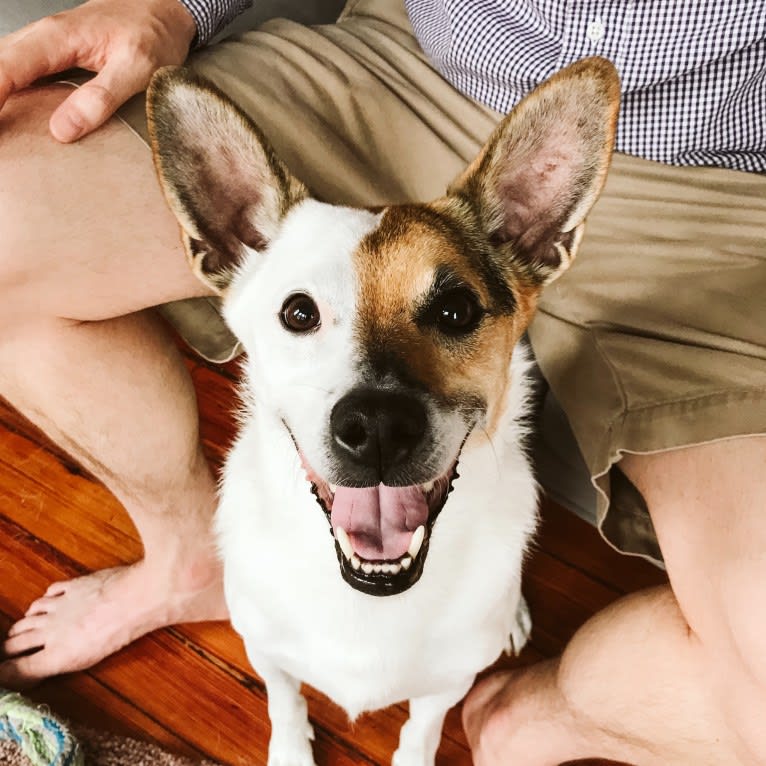 Rengar, a Norwegian Elkhound and Beagle mix tested with EmbarkVet.com