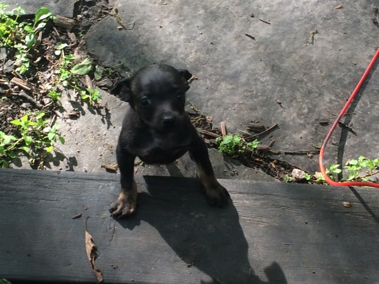 Otto von Bigbark, a Rat Terrier and Chihuahua mix tested with EmbarkVet.com