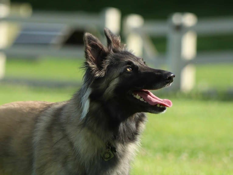 Ticket, a Belgian Shepherd tested with EmbarkVet.com