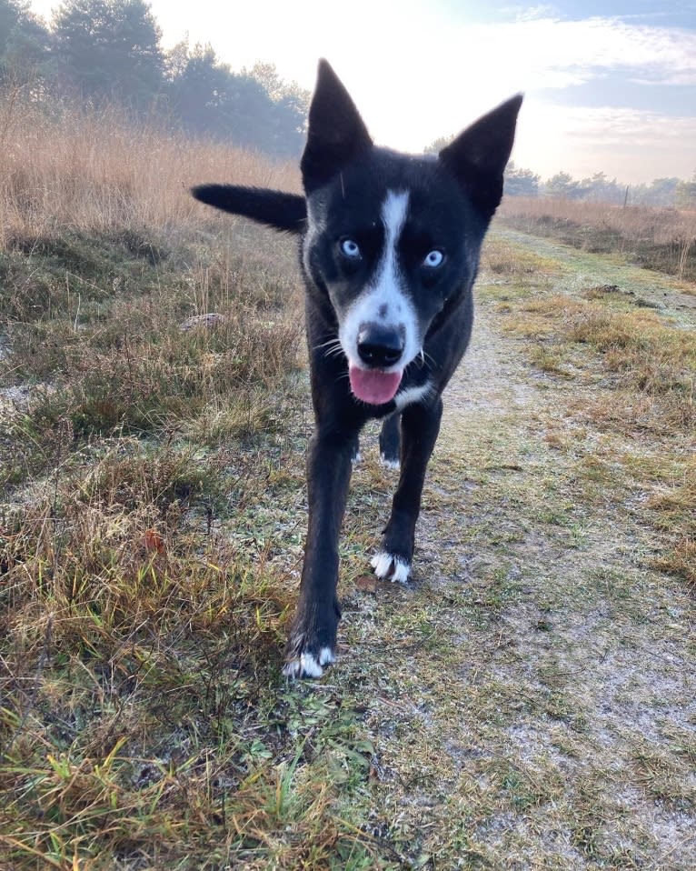 Takoda, an Alaskan-type Husky and Siberian Husky mix tested with EmbarkVet.com