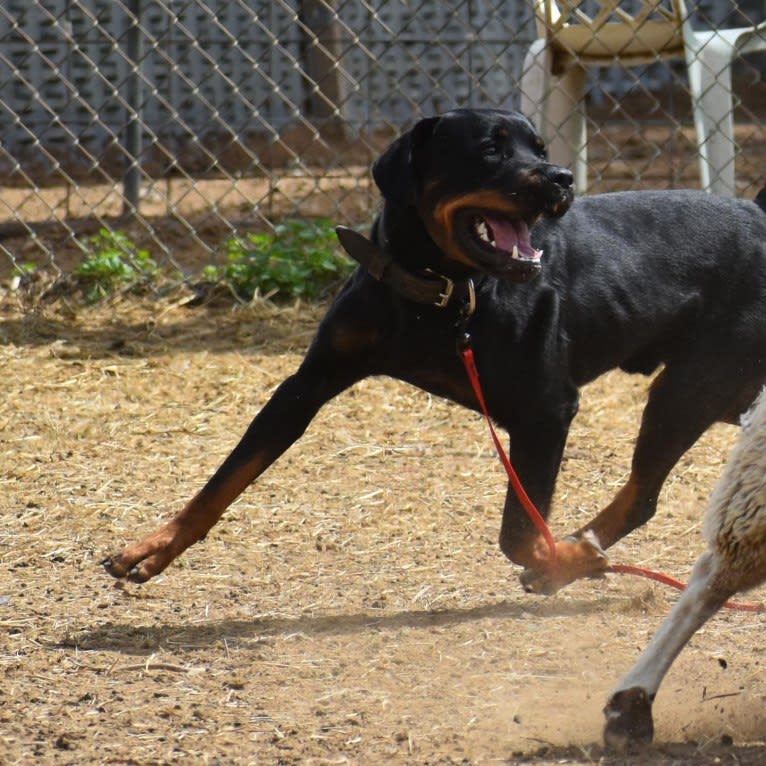 Wüstenhaus Samson, a Rottweiler tested with EmbarkVet.com