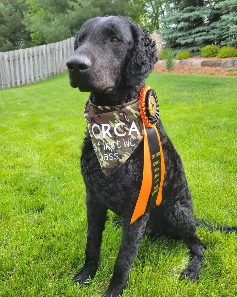 Jet, a Curly-Coated Retriever tested with EmbarkVet.com