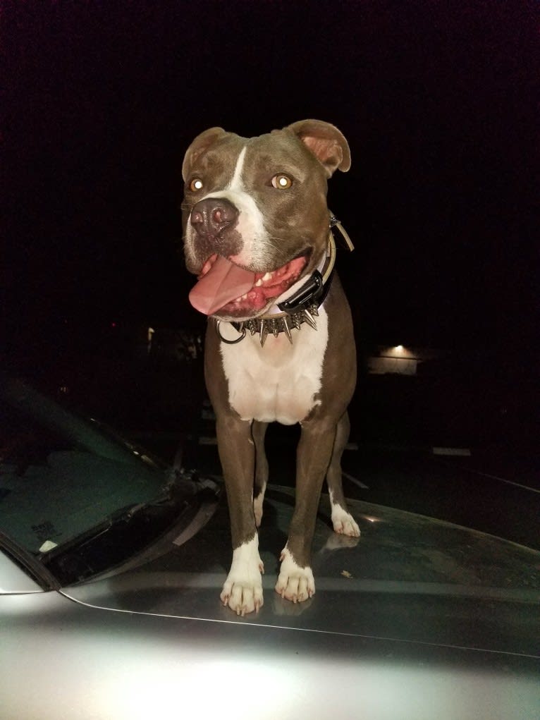 MaSiWei, an American Bully tested with EmbarkVet.com