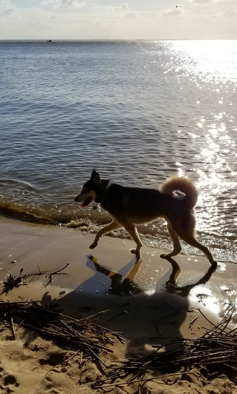 Teko, a Siberian Husky tested with EmbarkVet.com