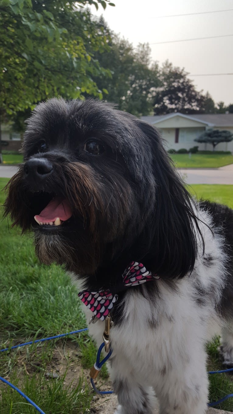 Willow, a Poodle (Small) and Shih Tzu mix tested with EmbarkVet.com