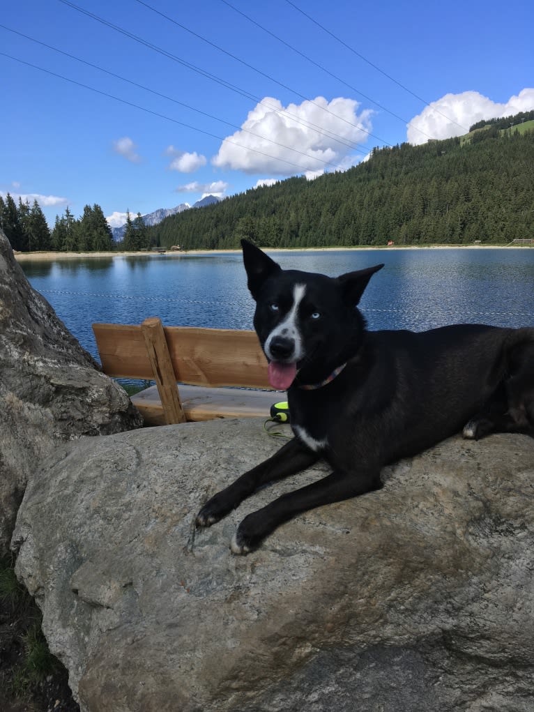 Takoda, an Alaskan-type Husky and Siberian Husky mix tested with EmbarkVet.com