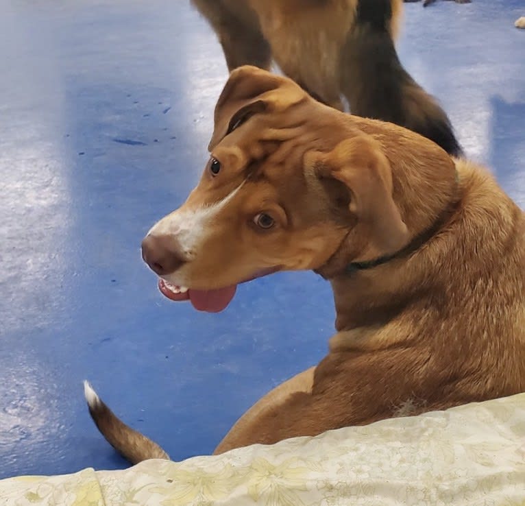 Samuel, an American Pit Bull Terrier and Labrador Retriever mix tested with EmbarkVet.com