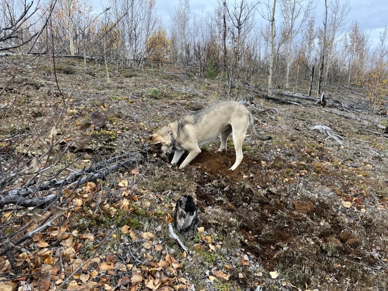 Mittsie Winkelman, a Siberian Husky and German Shepherd Dog mix tested with EmbarkVet.com