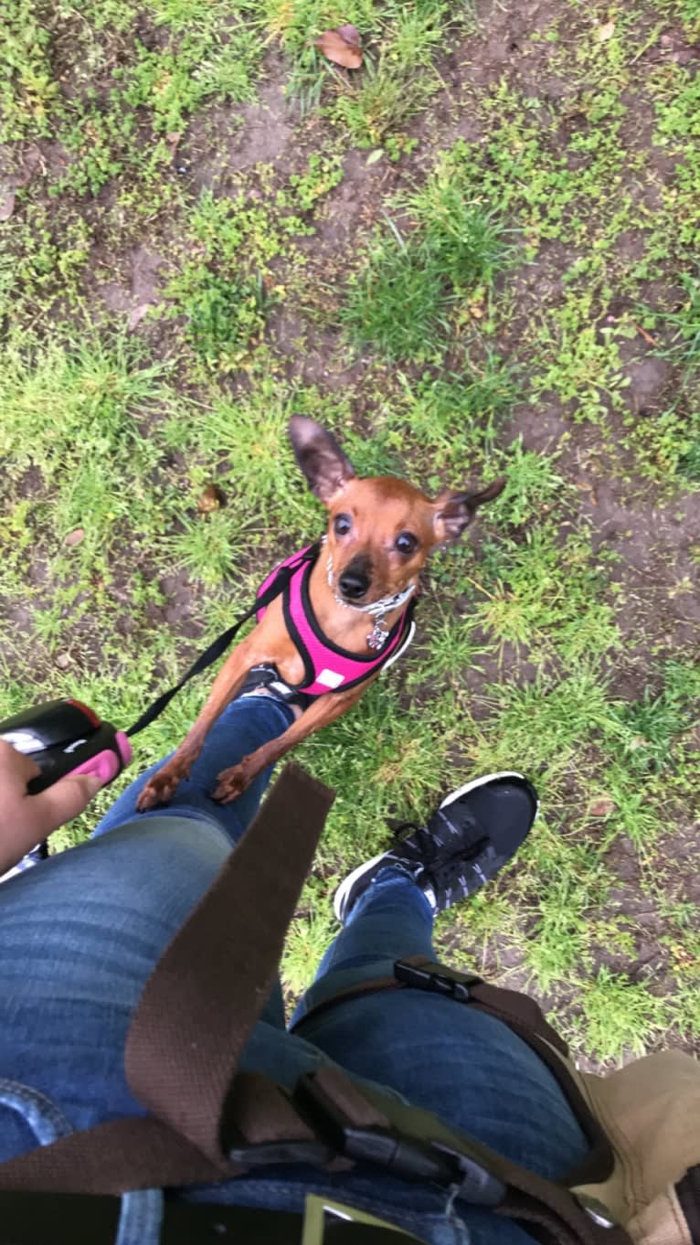 Ginger, a Miniature Pinscher tested with EmbarkVet.com