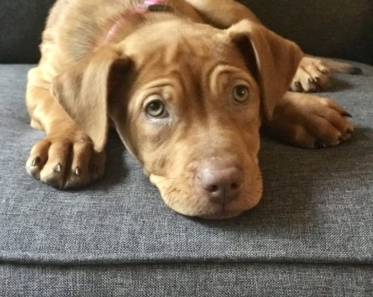 Bella, an American Pit Bull Terrier and Golden Retriever mix tested with EmbarkVet.com