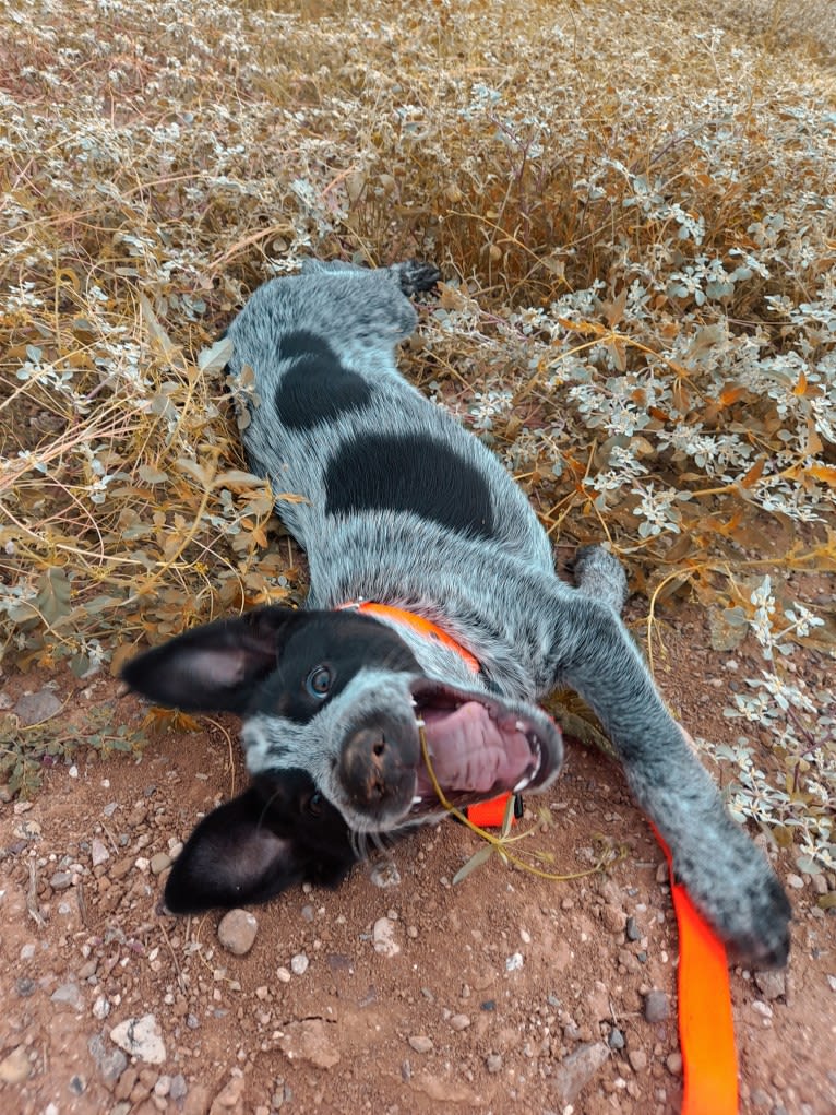 Bruce, an Australian Cattle Dog tested with EmbarkVet.com