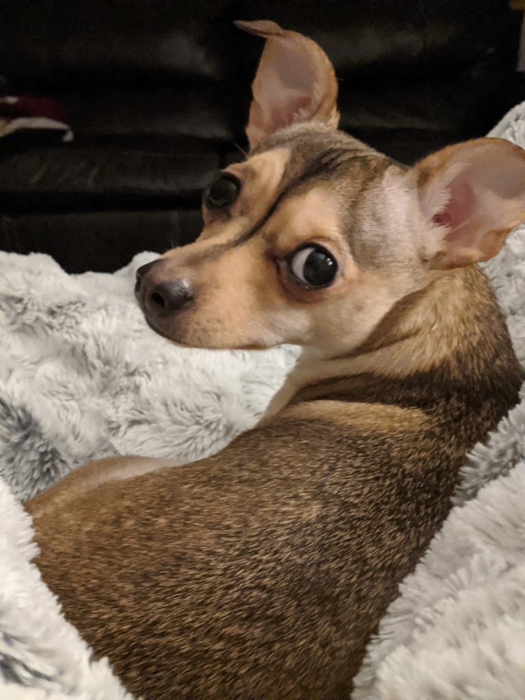 Dexter, a Chihuahua tested with EmbarkVet.com