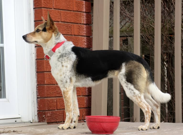 Briar, a German Shepherd Dog and Russell-type Terrier mix tested with EmbarkVet.com