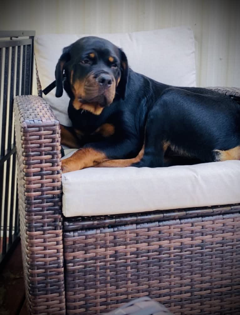 Chompy, a Rottweiler tested with EmbarkVet.com