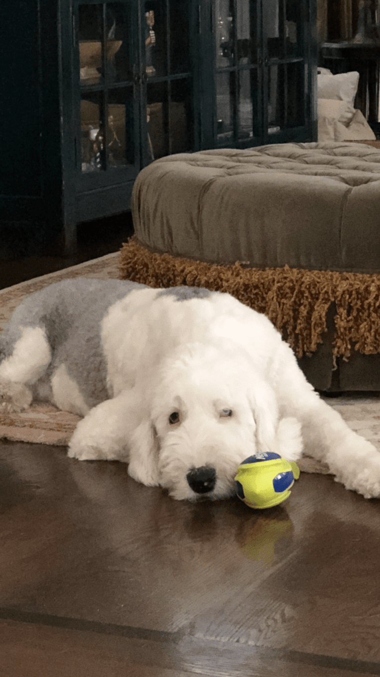 Bubba, an Old English Sheepdog tested with EmbarkVet.com