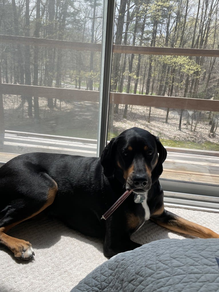 Andy, a Treeing Walker Coonhound and Redbone Coonhound mix tested with EmbarkVet.com