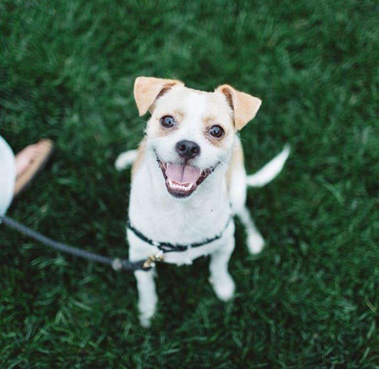 ChiChi, a Shih Tzu and Boxer mix tested with EmbarkVet.com