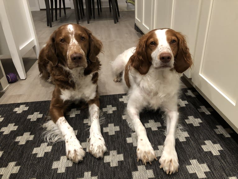 Autumn, a Brittany tested with EmbarkVet.com