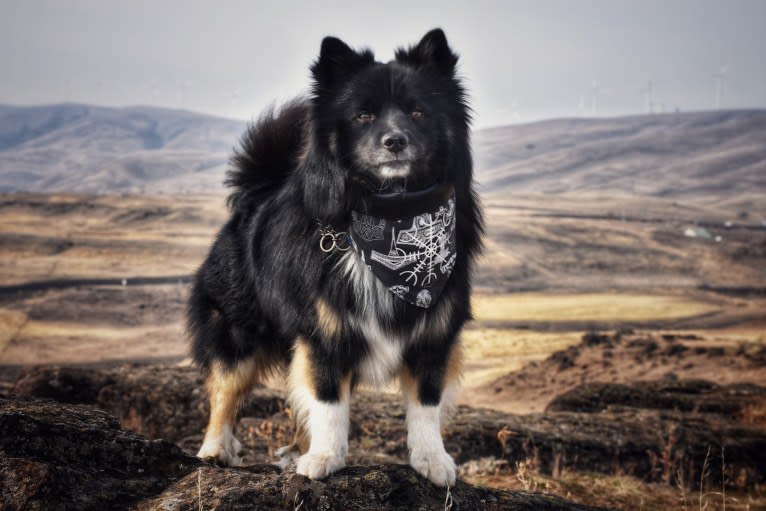 Jötunn, an Icelandic Sheepdog tested with EmbarkVet.com