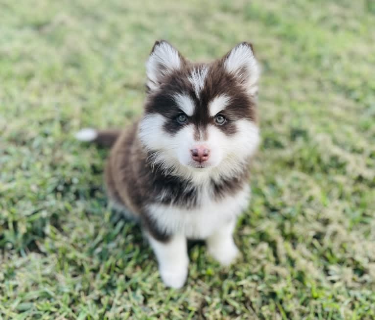 Timber, a Pomsky tested with EmbarkVet.com