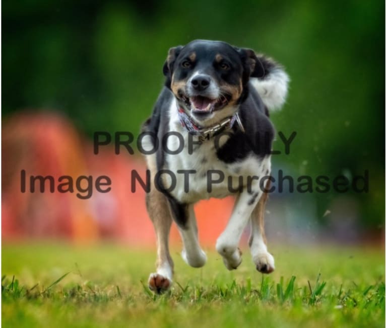 Gypsy, a Siberian Husky and American Pit Bull Terrier mix tested with EmbarkVet.com