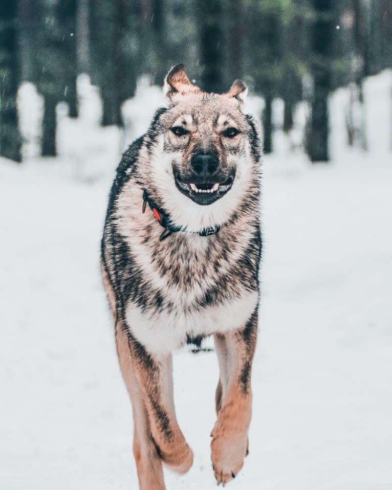 Olav, a Czechoslovakian Vlcak and German Shepherd Dog mix tested with EmbarkVet.com