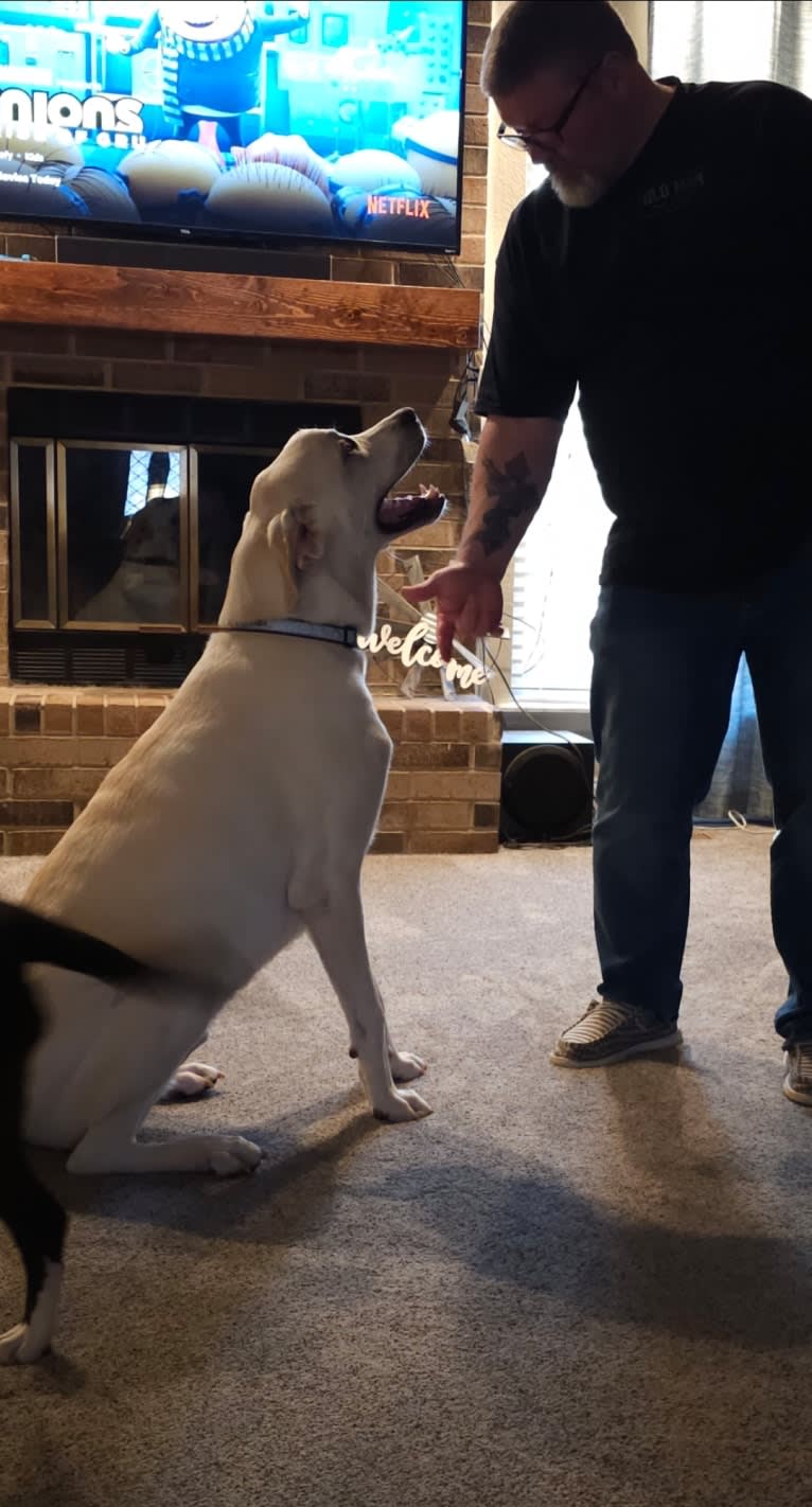 Riggs, a Great Pyrenees and Great Dane mix tested with EmbarkVet.com