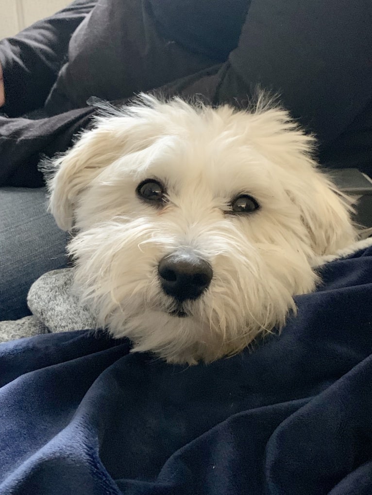 Bastien, a Havanese tested with EmbarkVet.com