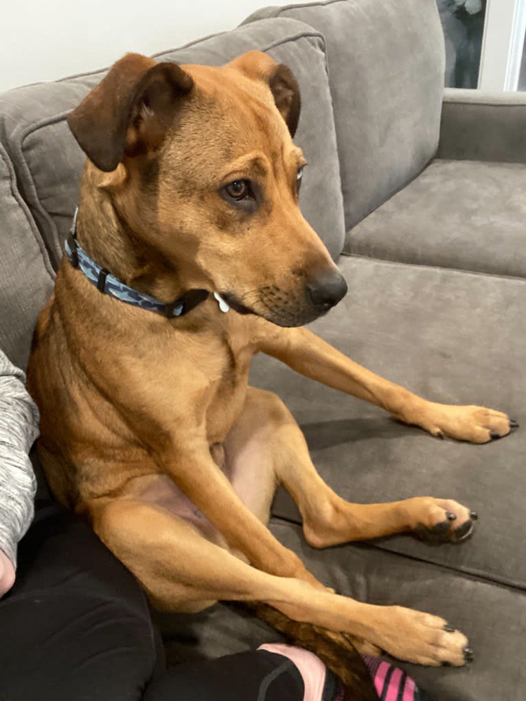 Walker, an American Pit Bull Terrier and Rottweiler mix tested with EmbarkVet.com