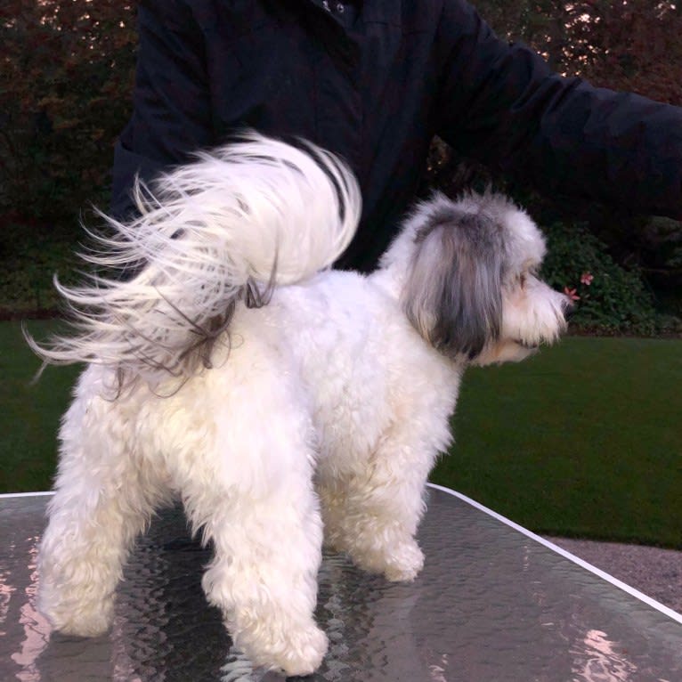 Wesley, a Coton de Tulear tested with EmbarkVet.com