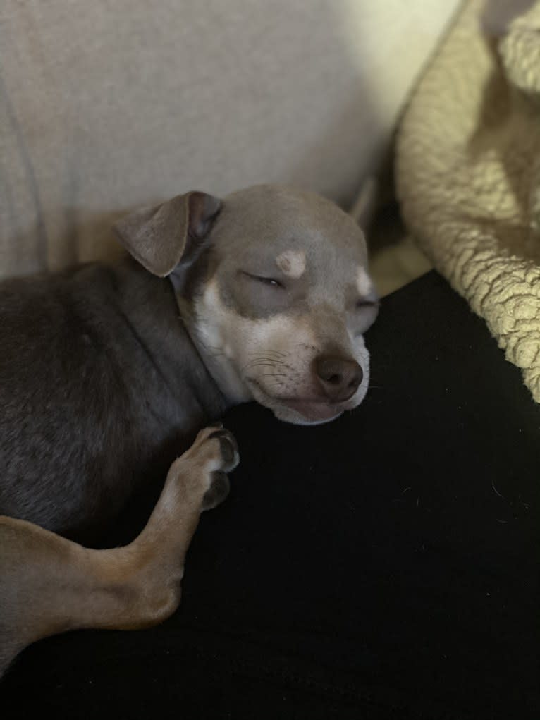 Bennie, a Chihuahua and Miniature Pinscher mix tested with EmbarkVet.com