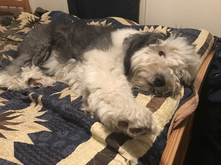 Winston, an Old English Sheepdog tested with EmbarkVet.com