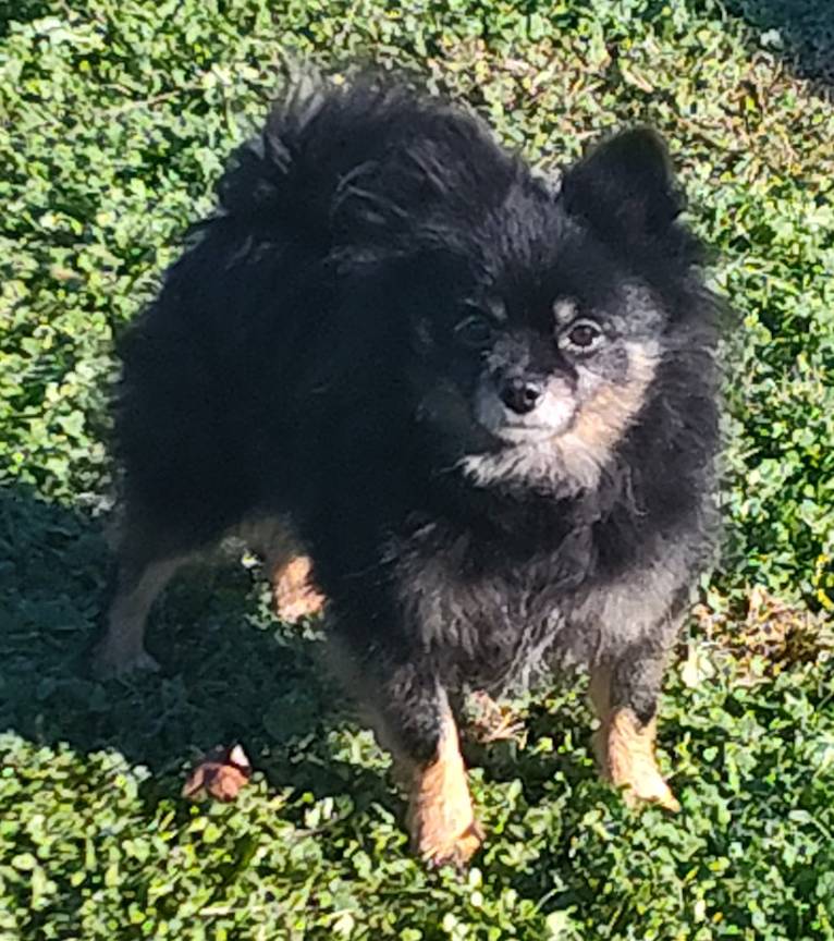 Bunny, a Pomeranian tested with EmbarkVet.com